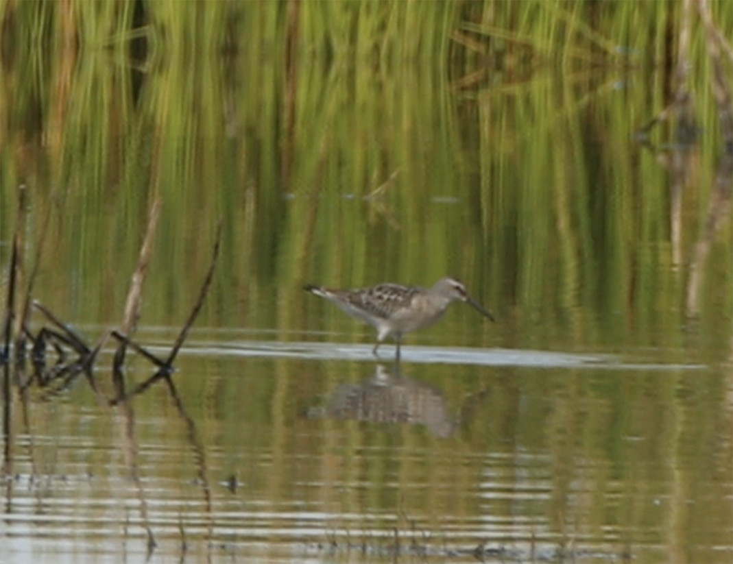 Stilt Sandpiper - ML172894601