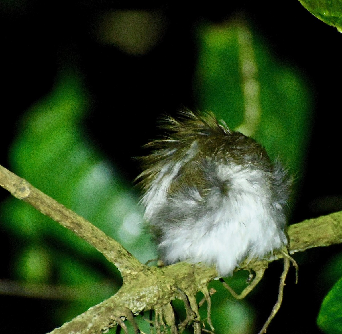 White-chested Babbler - Theresa Bucher