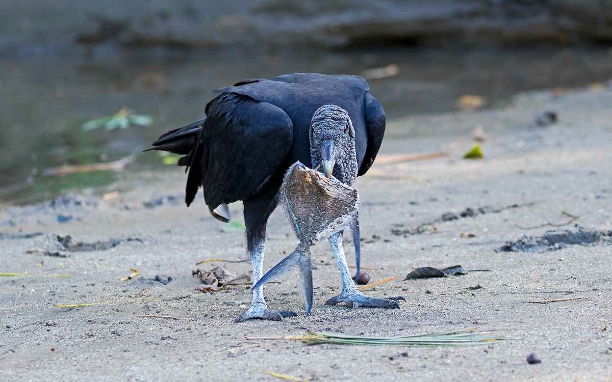 Black Vulture - Vayun Tiwari