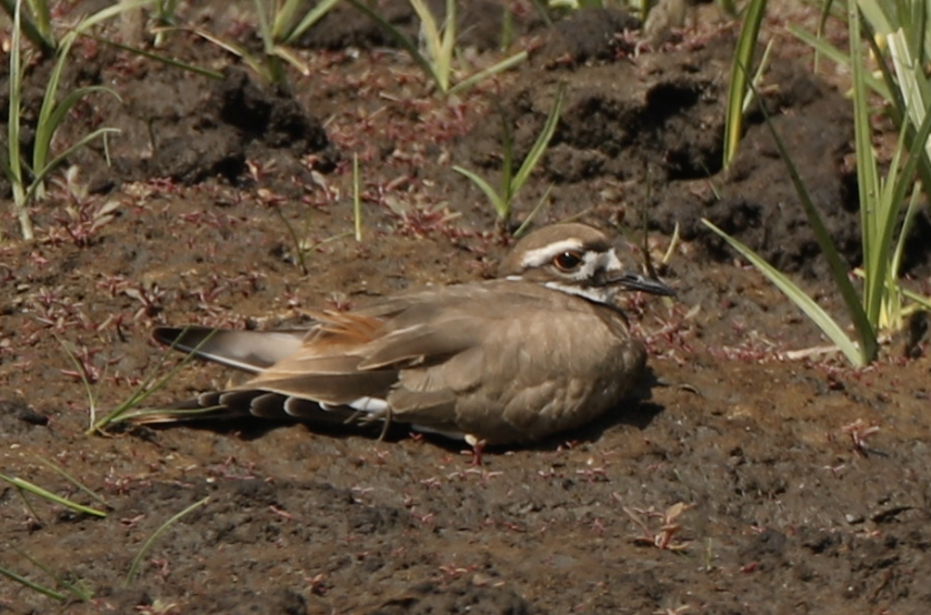 Killdeer - bj worth