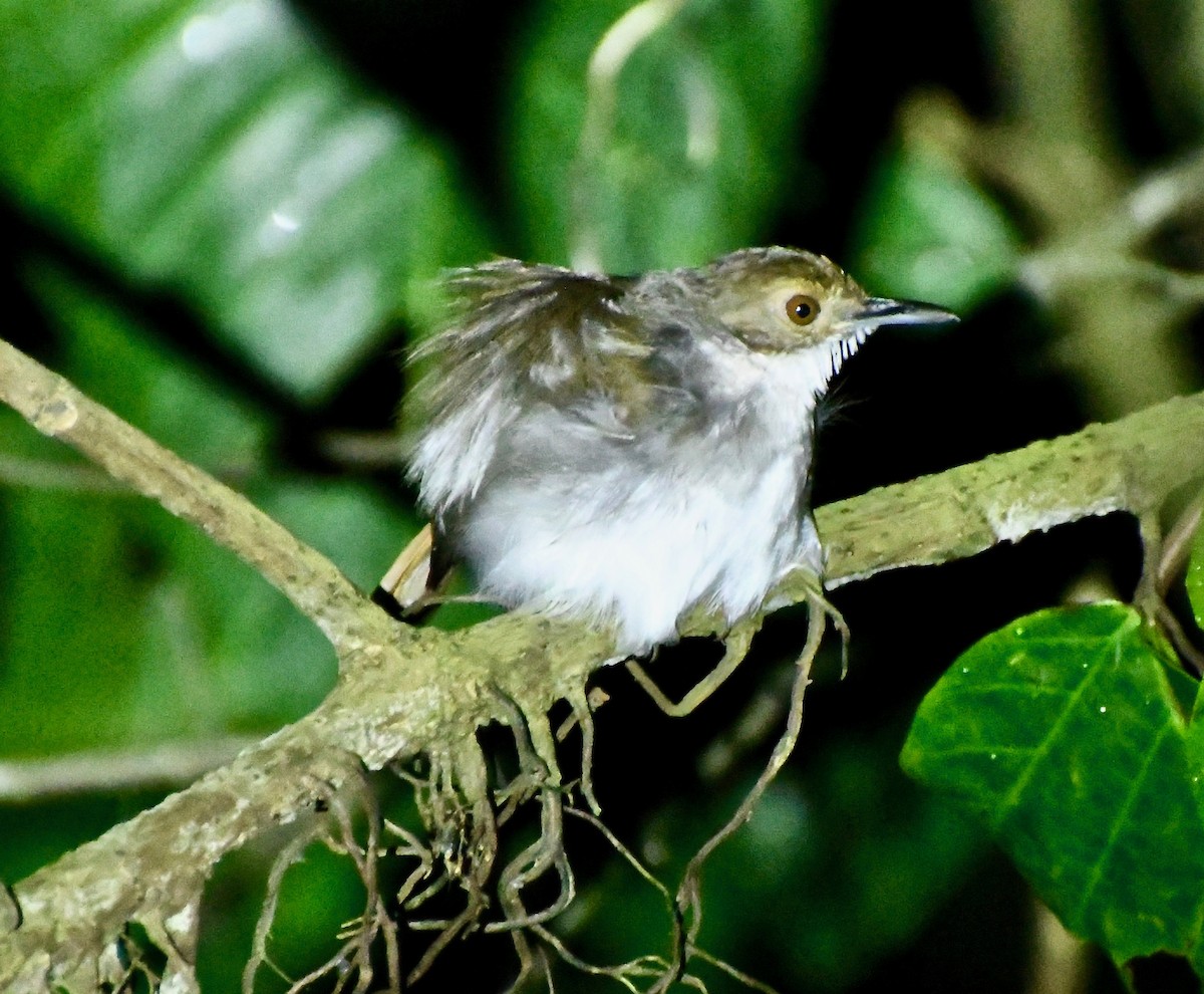 White-chested Babbler - Theresa Bucher