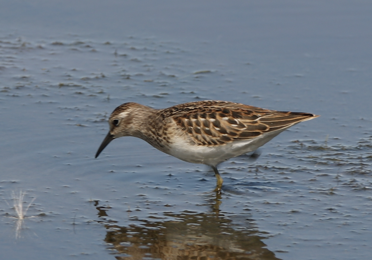 Least Sandpiper - bj worth