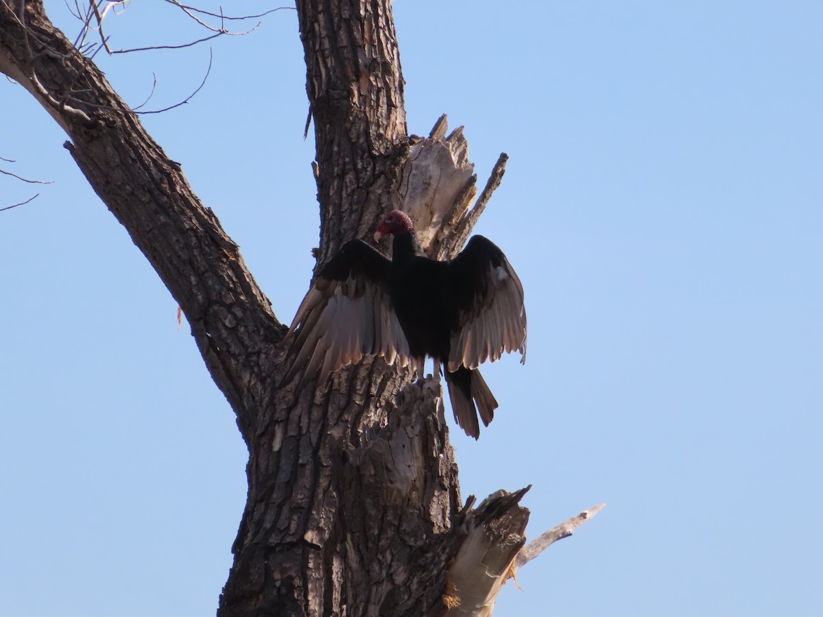 Turkey Vulture - carolyn spidle