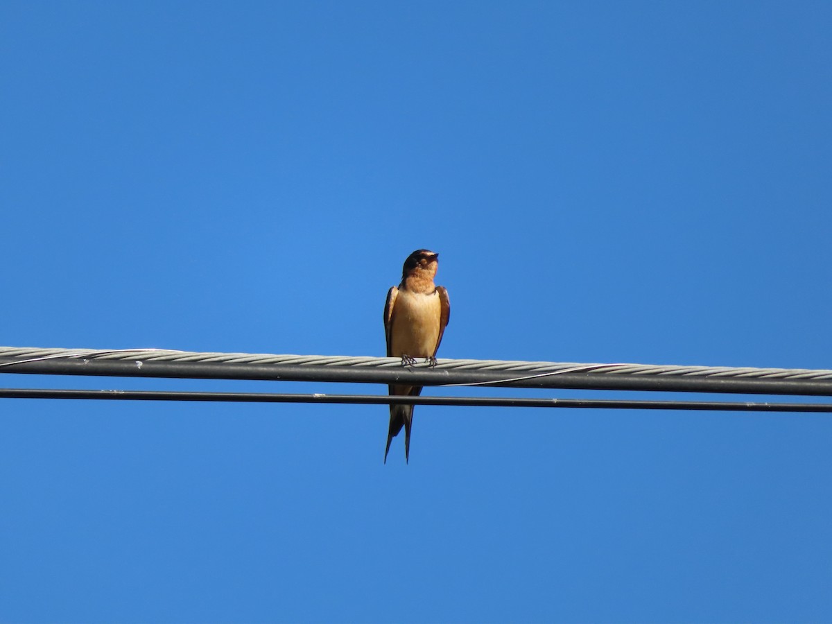 Barn Swallow - ML172897751