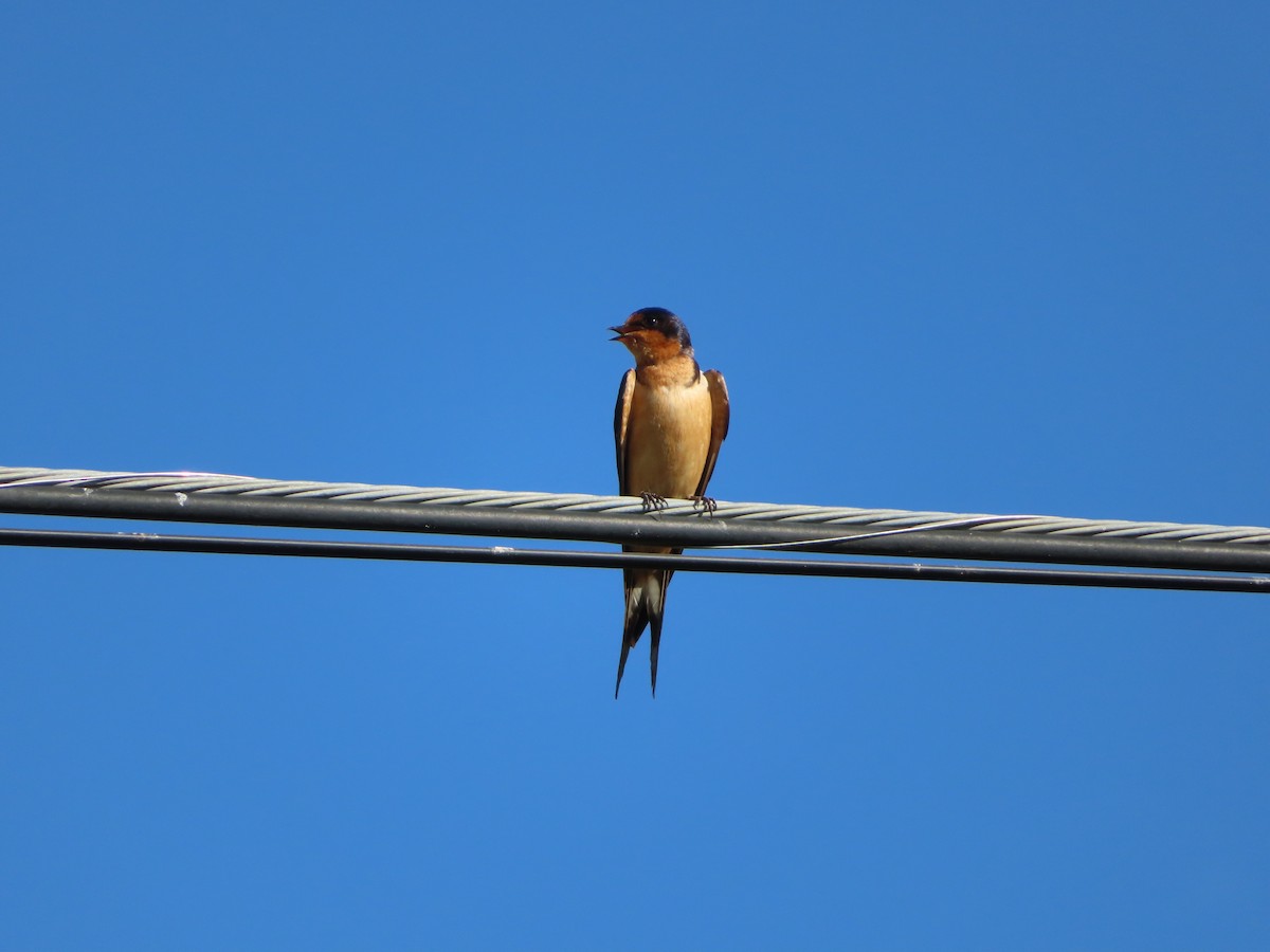 Barn Swallow - ML172897781