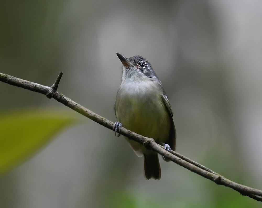 Plain Antvireo - ML172898801