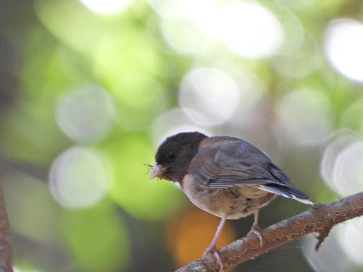 Dark-eyed Junco - ML172899561