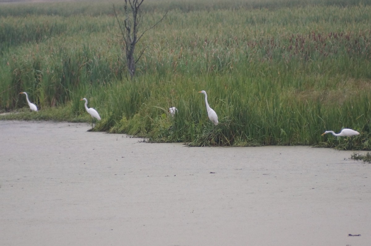 Great Egret - ML172900561