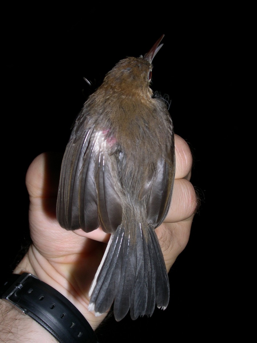 Chattering Gnatwren - ML172902321