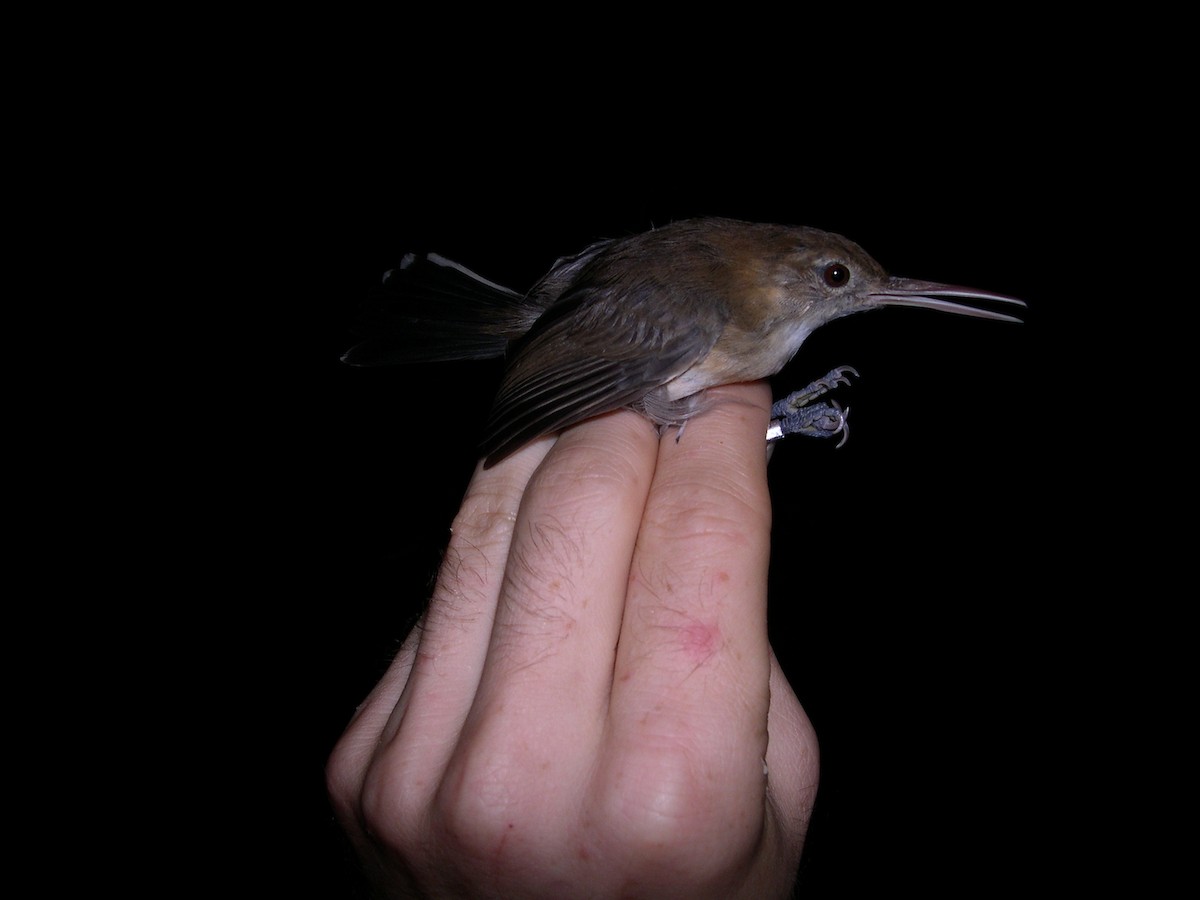 Chattering Gnatwren - ML172902331