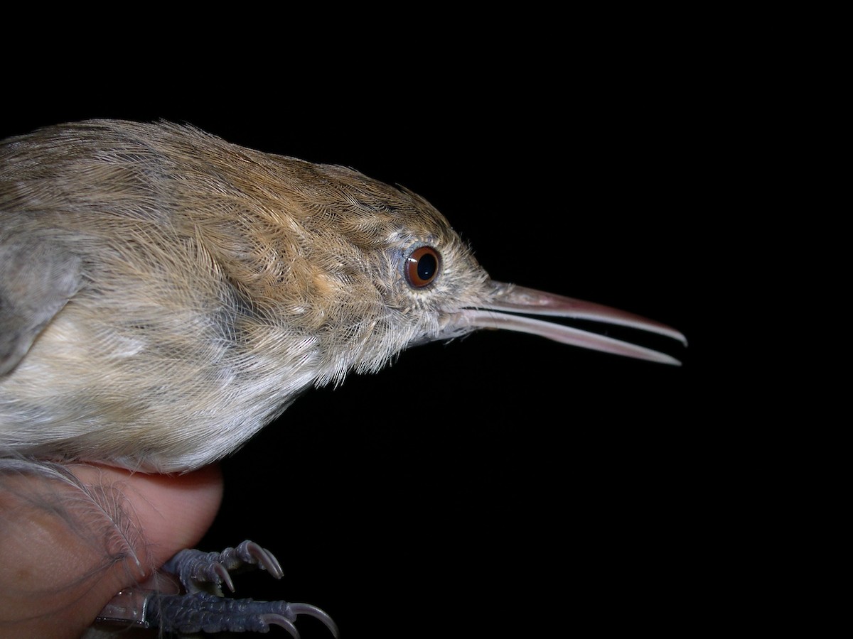 Chattering Gnatwren - ML172902341