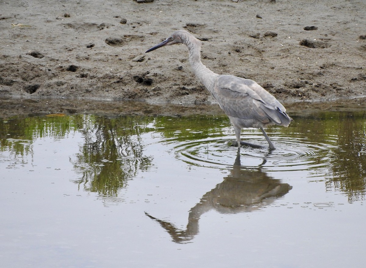 Reddish Egret - ML172902671