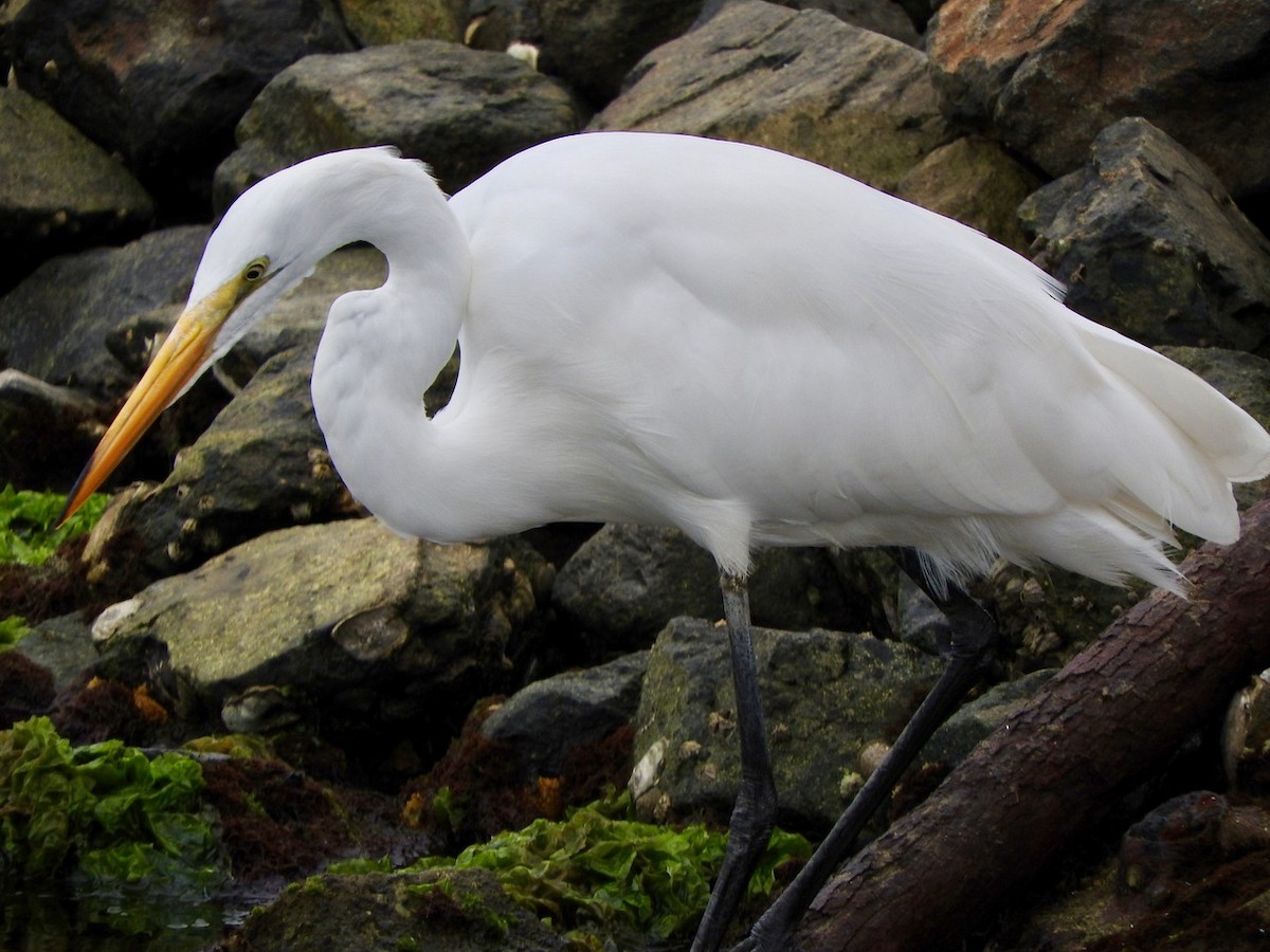 Great Egret - ML172902691