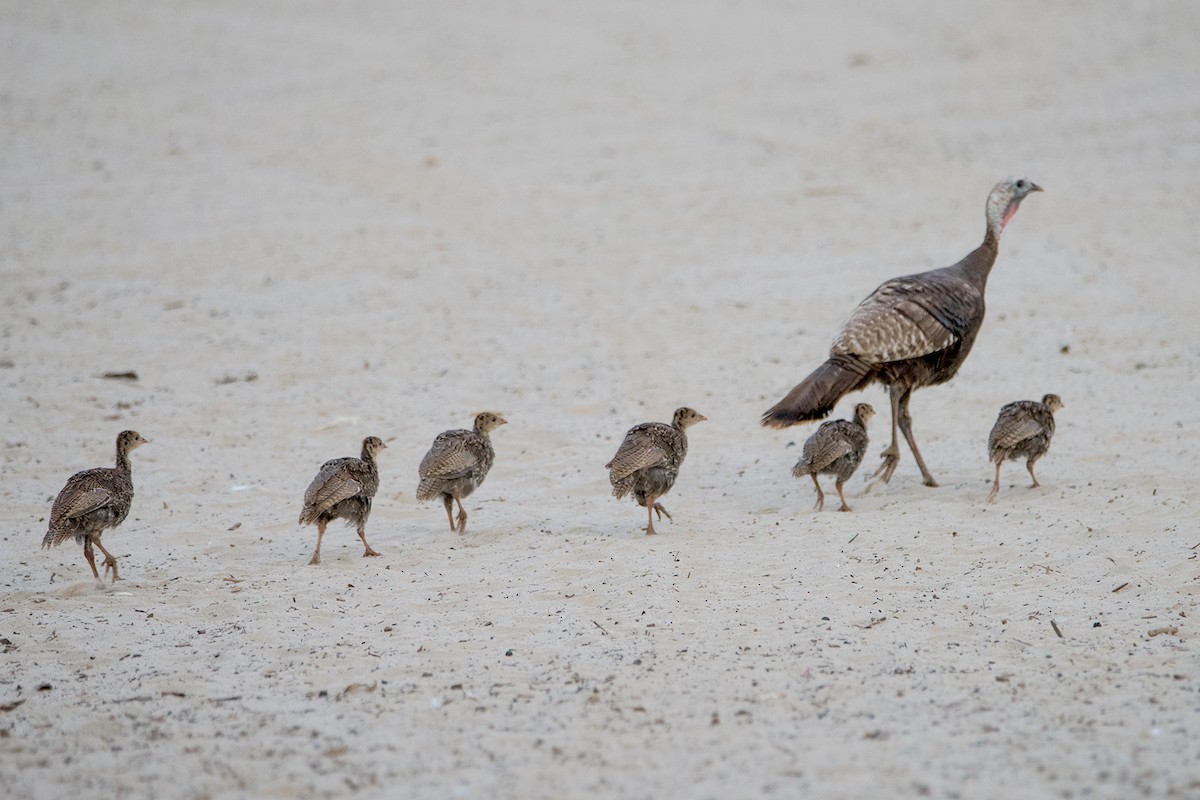 Wild Turkey - Sue Barth