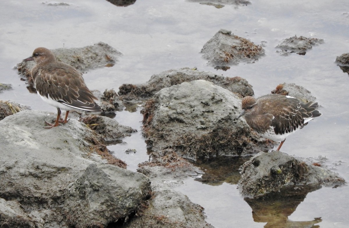 Black Turnstone - ML172902901