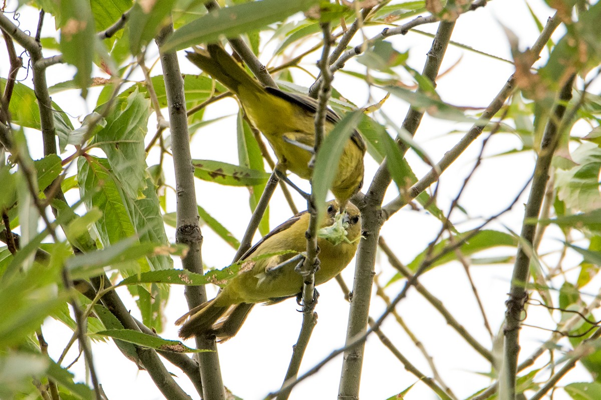 Orchard Oriole - Sue Barth
