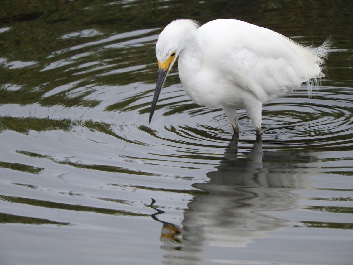 Snowy Egret - Kurt Wahl