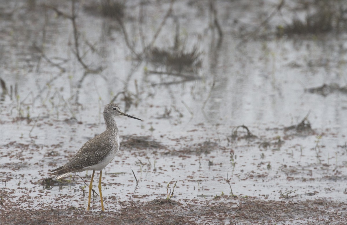 Greater Yellowlegs - Fabio Schunck