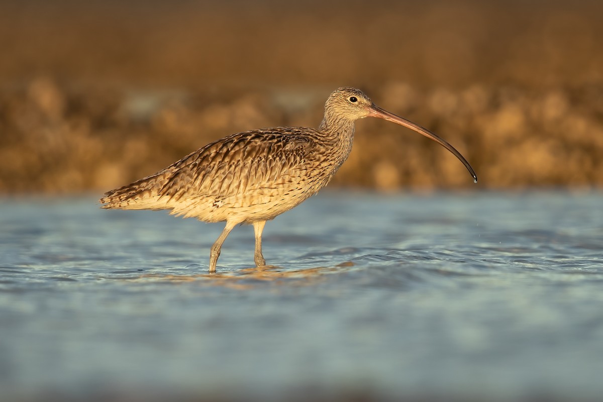 Far Eastern Curlew - JJ Harrison