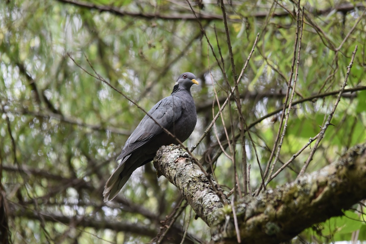 Band-tailed Pigeon - Jorge Ellis
