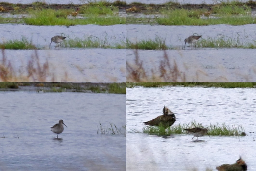 Stilt Sandpiper - ML172908111