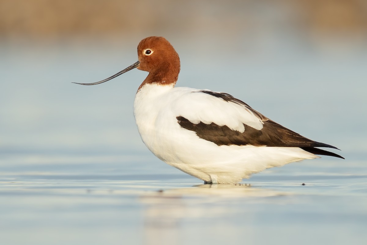 Avocette d'Australie - ML172908281