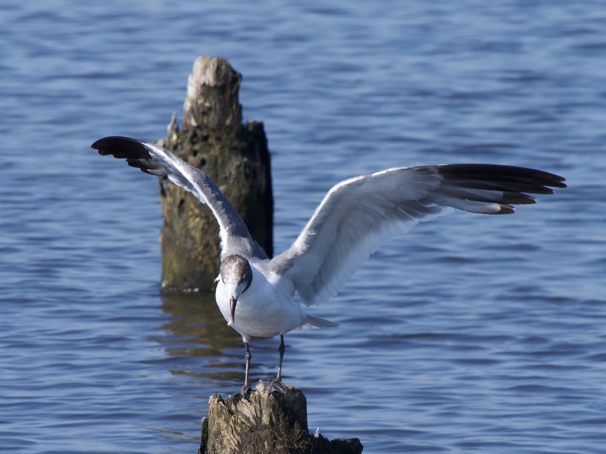 Gaviota Guanaguanare - ML172908311