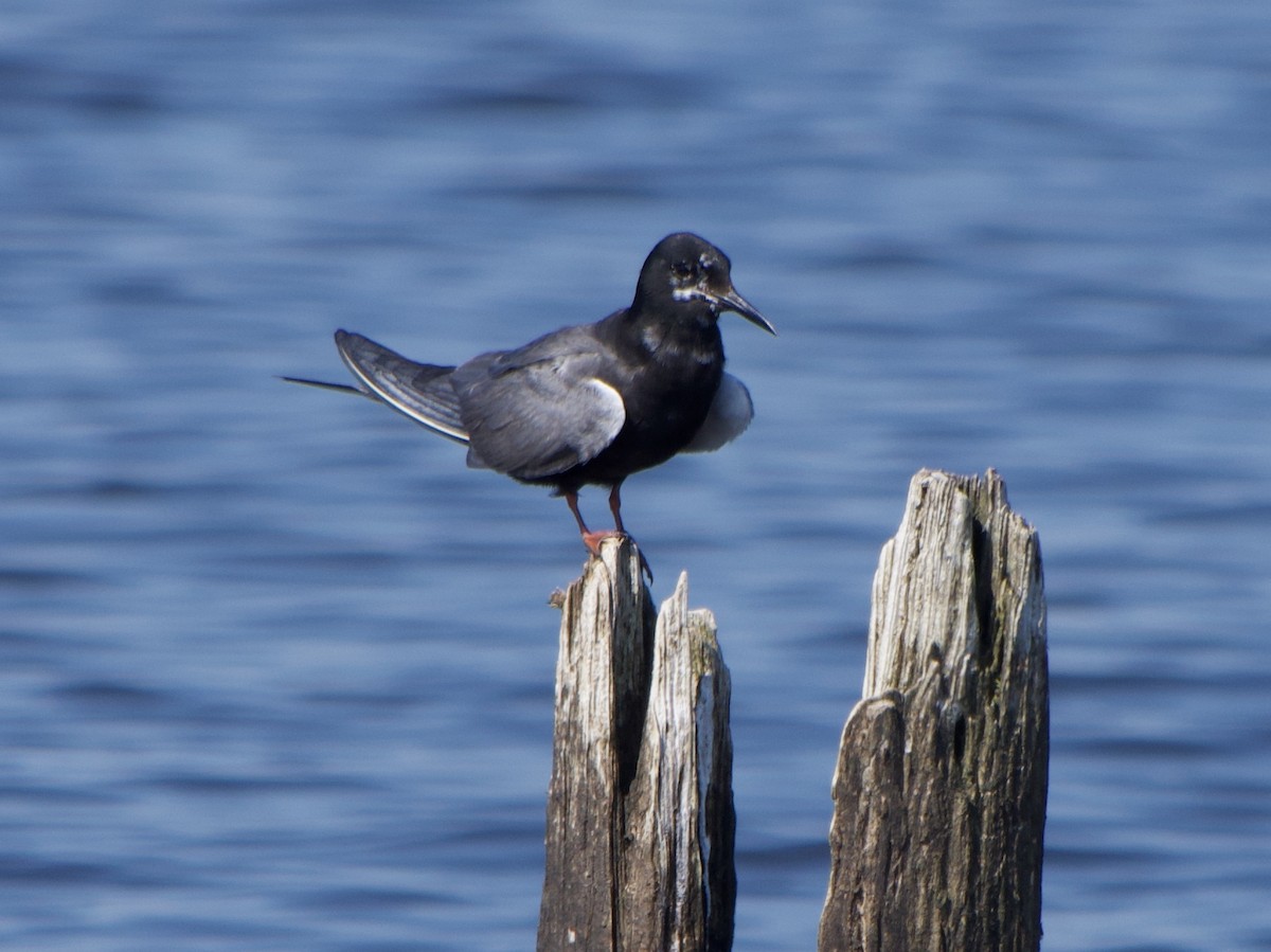 Black Tern - ML172908421