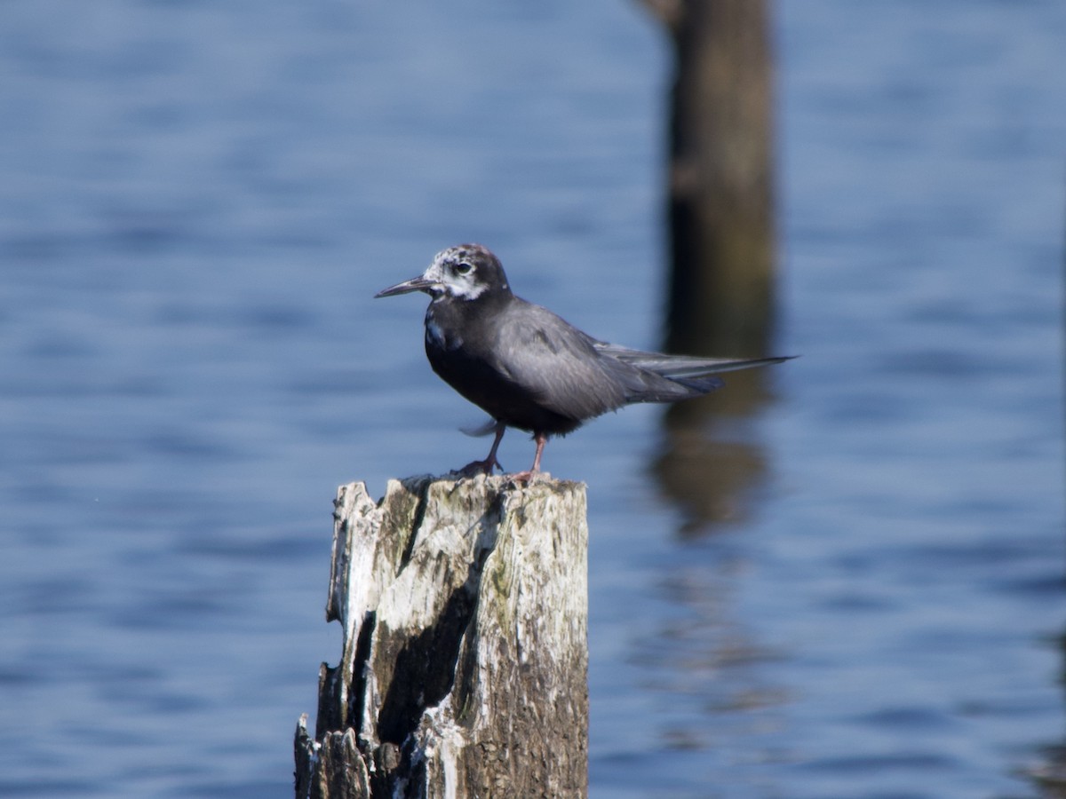 Black Tern - ML172908431