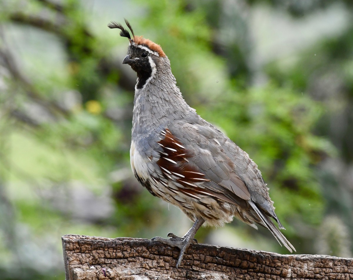 Gambel's Quail - ML172908891