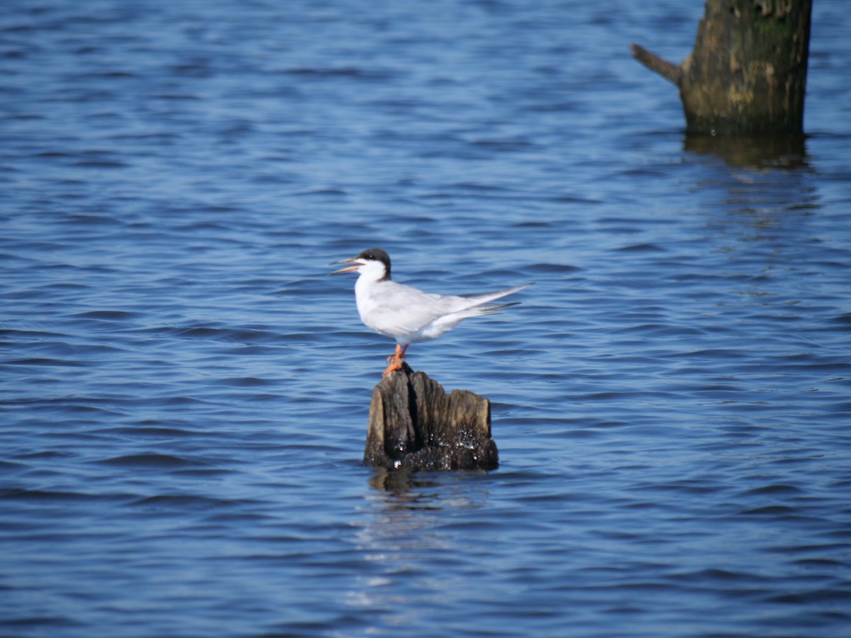 Forster's Tern - ML172908981