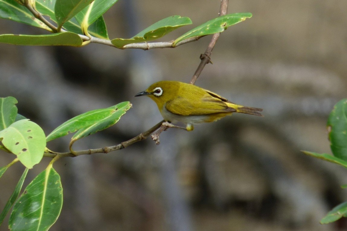 Swinhoe's White-eye - ML172910511