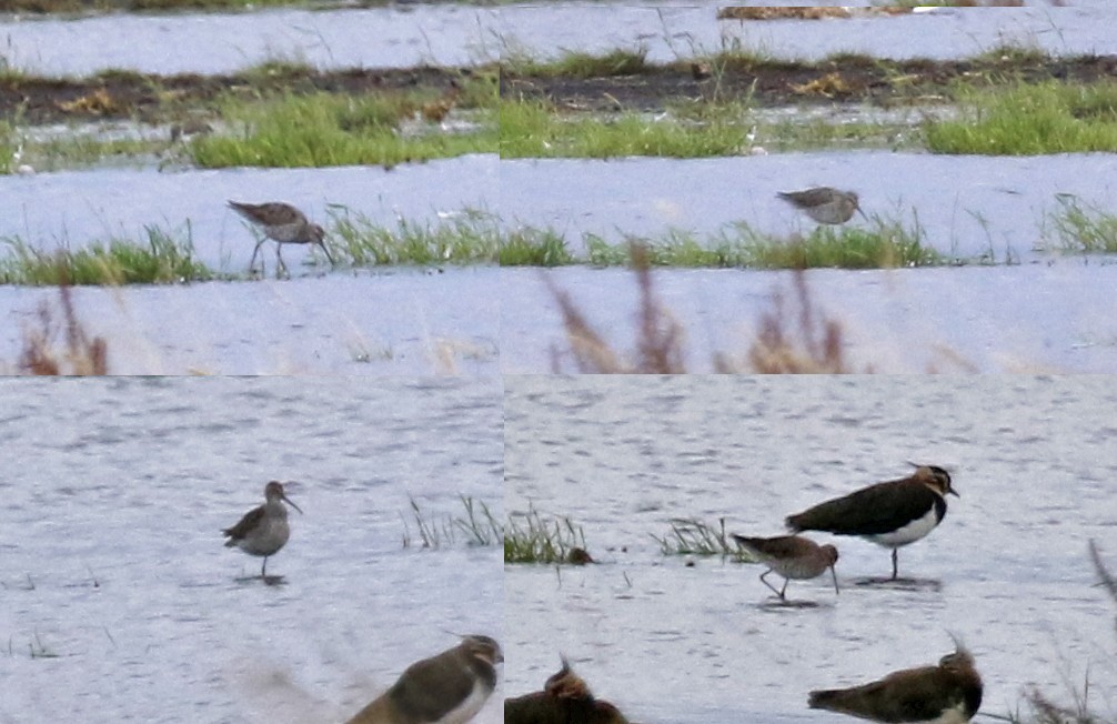 Stilt Sandpiper - ML172911141