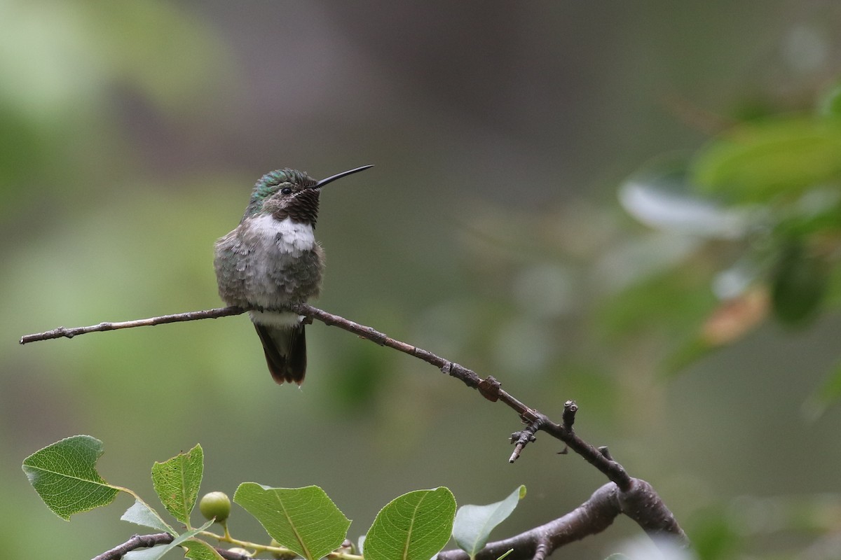 Broad-tailed Hummingbird - Ezra Staengl