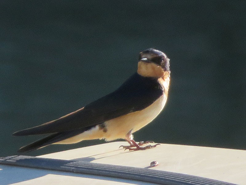 Barn Swallow - Kat Avila