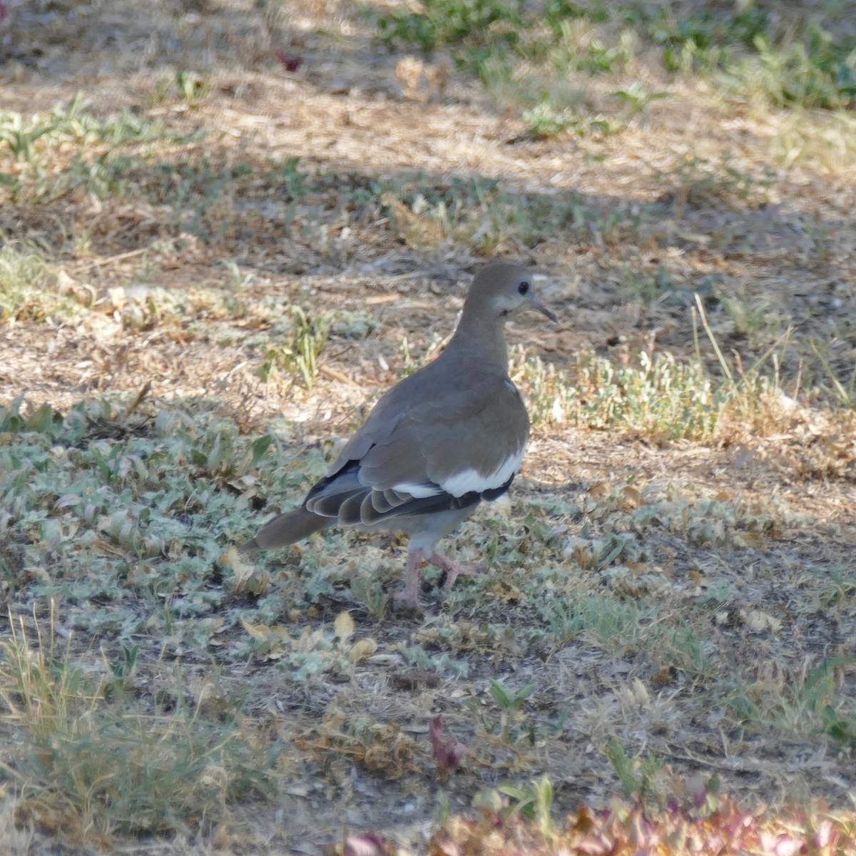 White-winged Dove - ML172912211