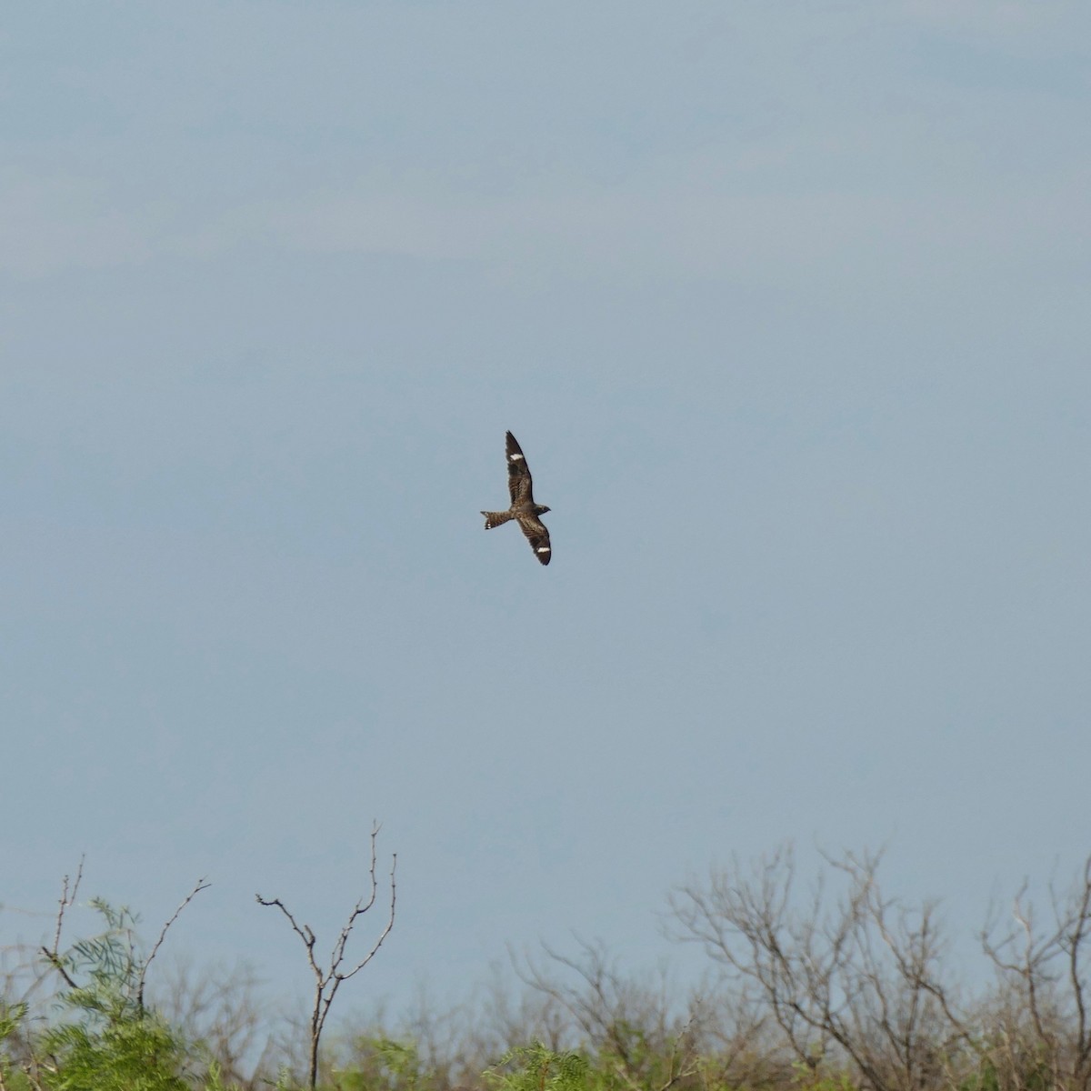 Common Nighthawk - ML172912281