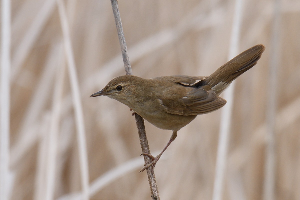 Savi's Warbler - Manuel Segura Herrero