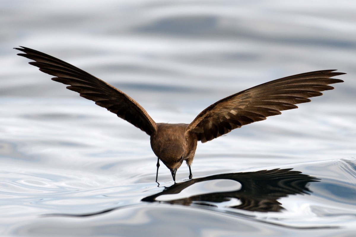 Elliot's Storm-Petrel - ML172917371