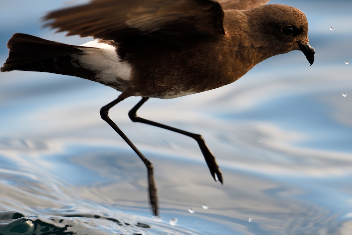 Elliot's Storm-Petrel - John Doty