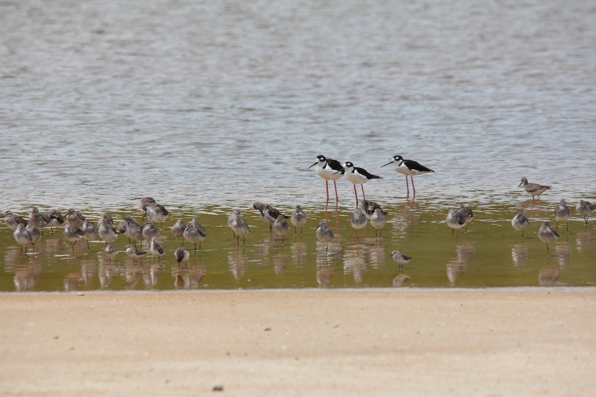 Black-necked Stilt - ML172918041