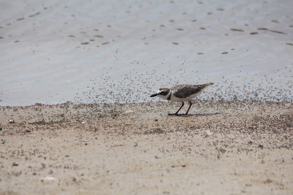 Wilson's Plover - ML172918131