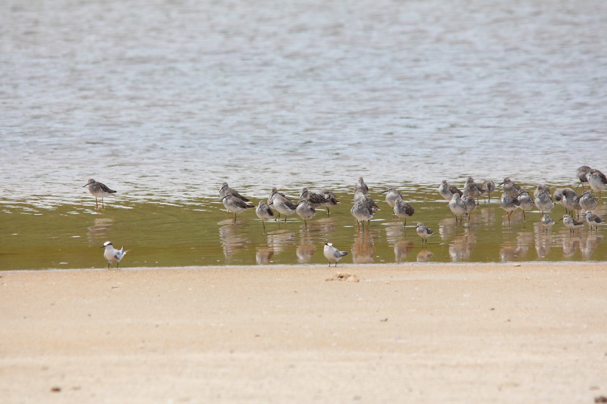 Stilt Sandpiper - ML172918991