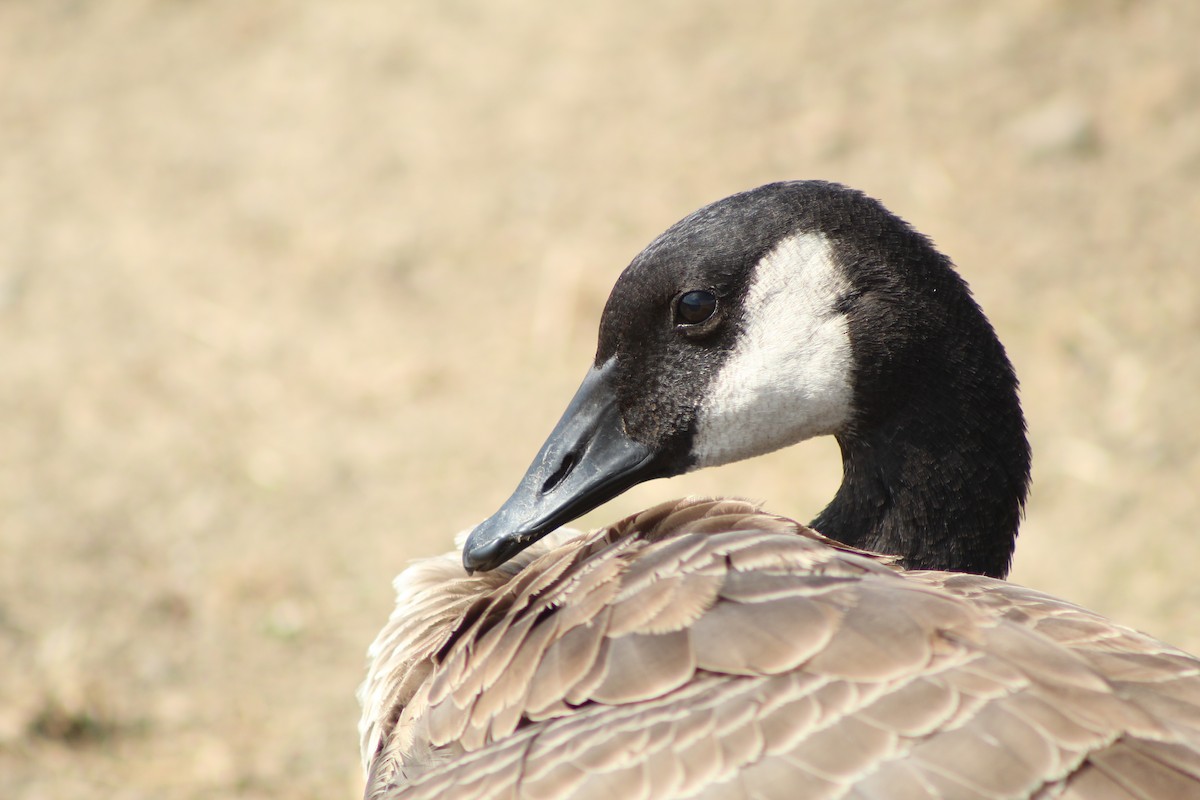 Canada Goose - ML172919871