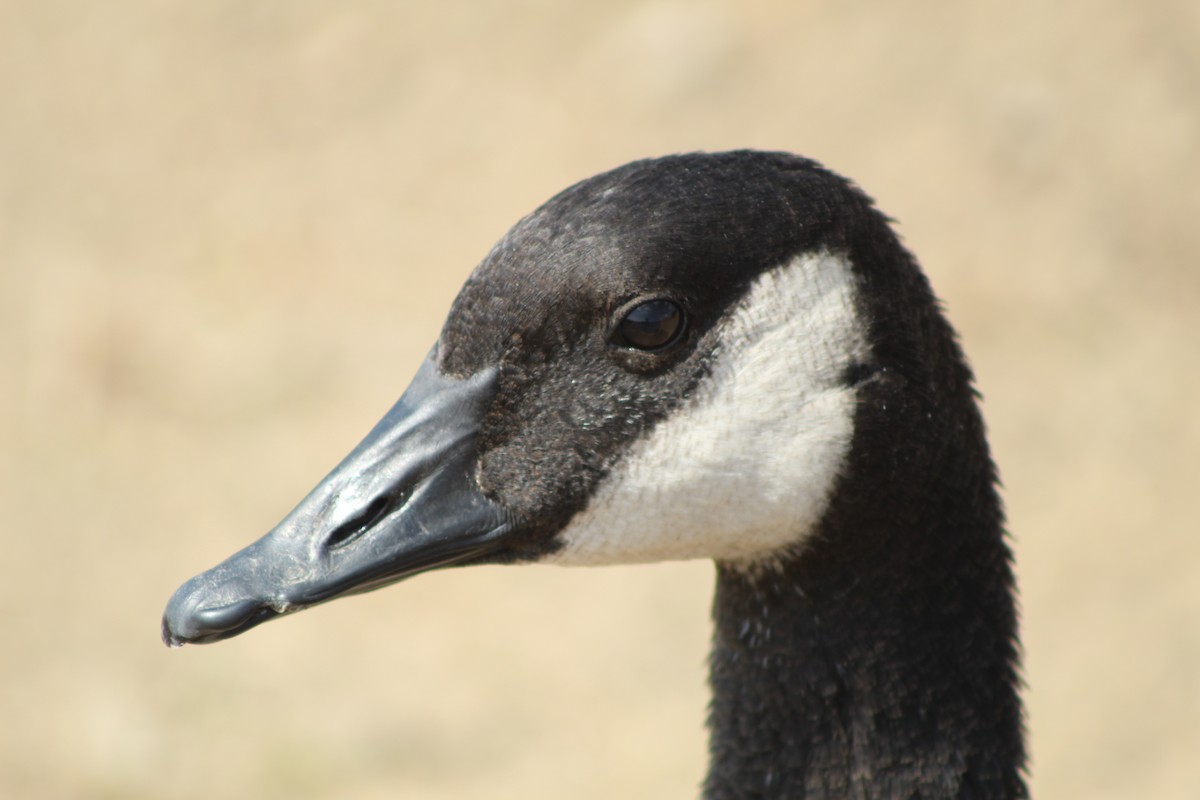 Canada Goose - ML172920021