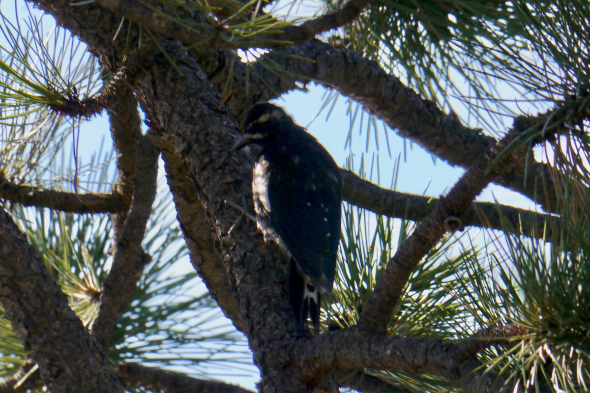 Williamson's Sapsucker - ML172920211