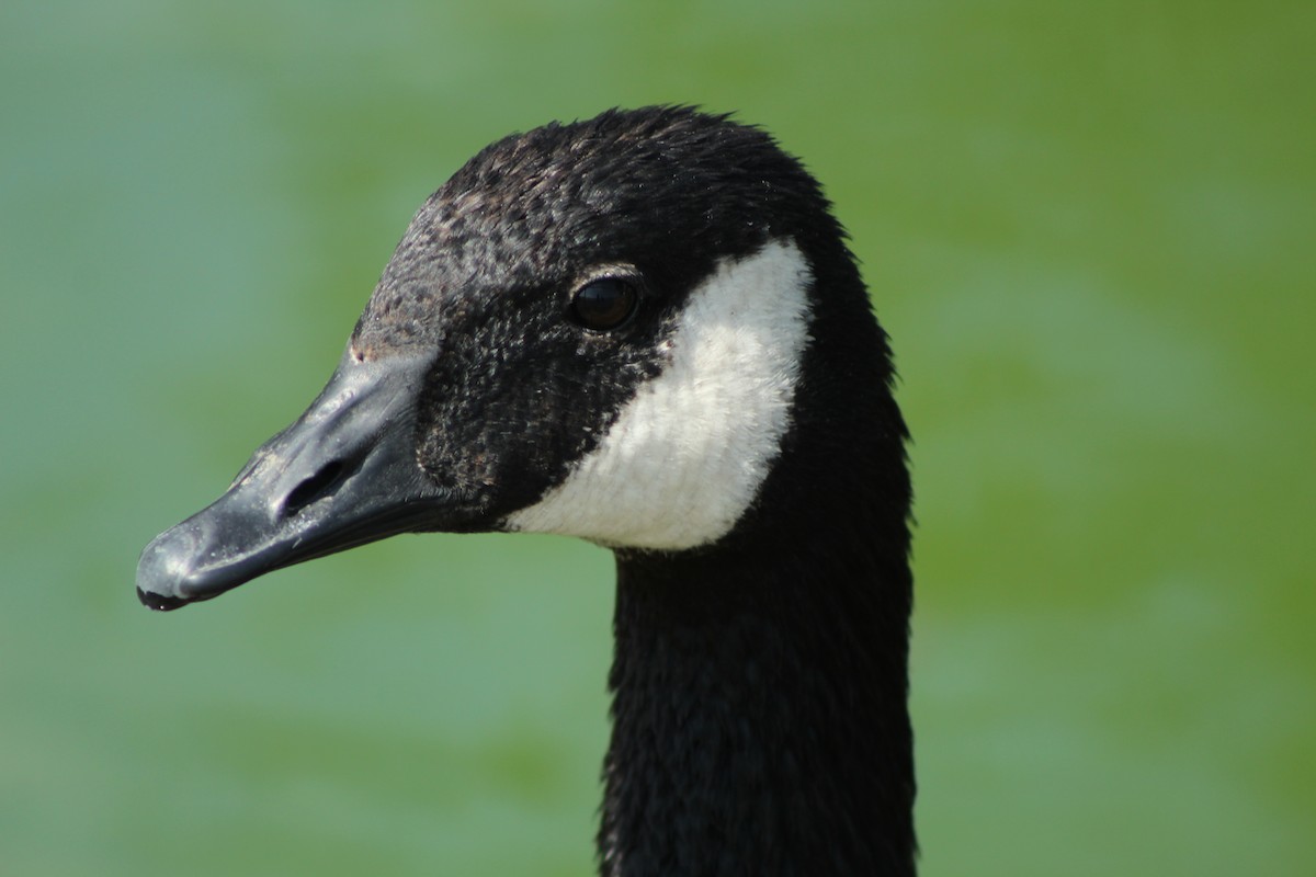 Canada Goose - ML172920491