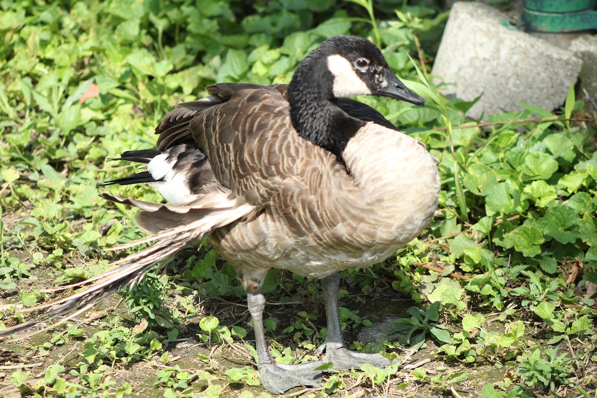 Canada Goose - ML172920621