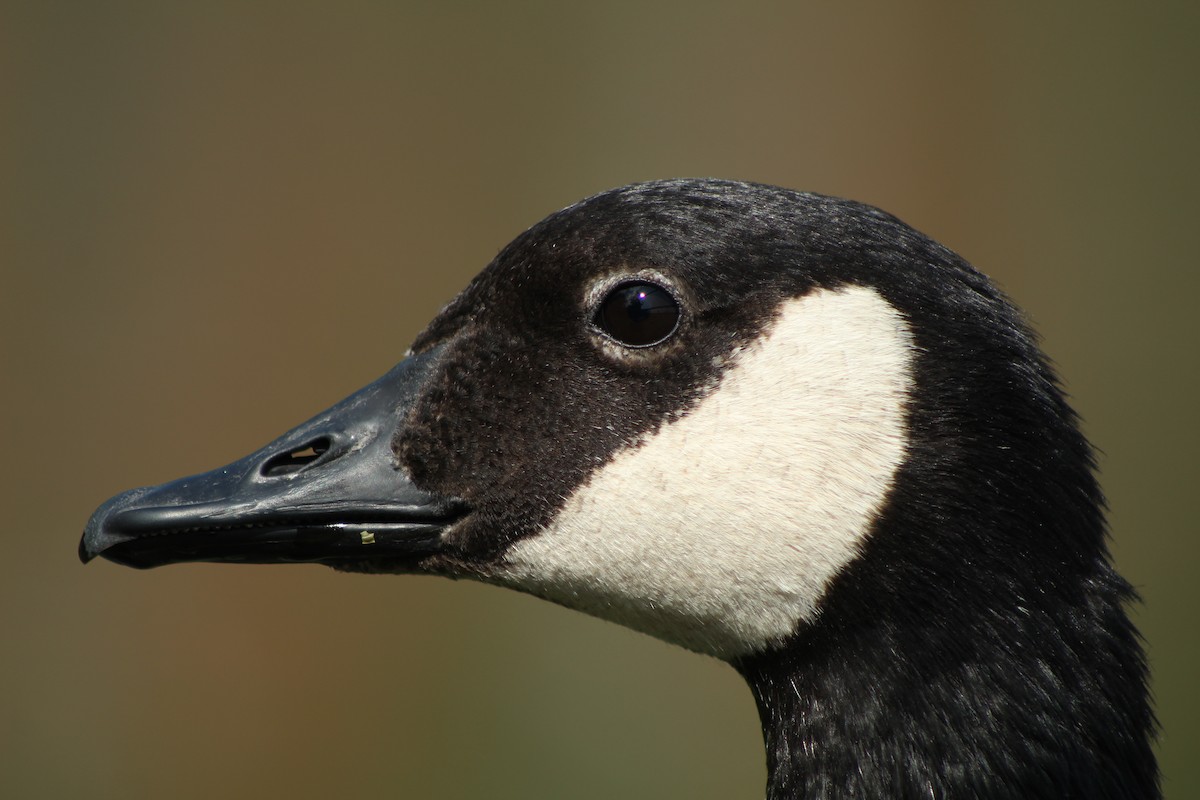 Canada Goose - ML172920631