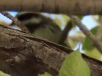 Black-throated Gray Warbler - ML172920981